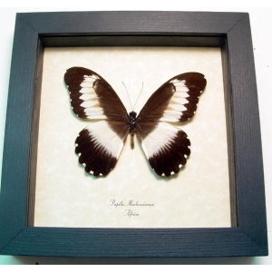 Papilio mechowianus Swallowtail Butterfly Framed Taxidermy Display