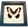 African Swallowtail Butterfly Papilio mechowianus Framed Taxidermy Display