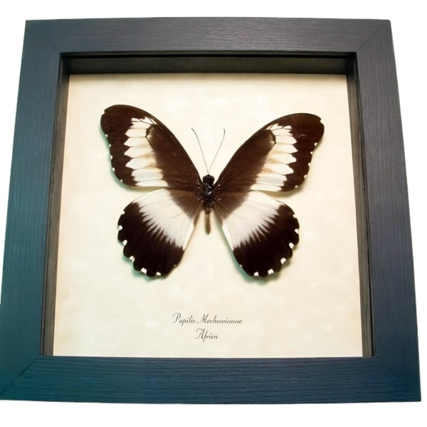 African Swallowtail Butterfly Papilio mechowianus Framed Taxidermy Display