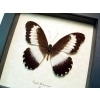 African Swallowtail Butterfly Papilio mechowianus Framed Taxidermy Display