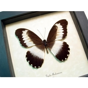 African Swallowtail Butterfly Papilio mechowianus Framed Taxidermy Display
