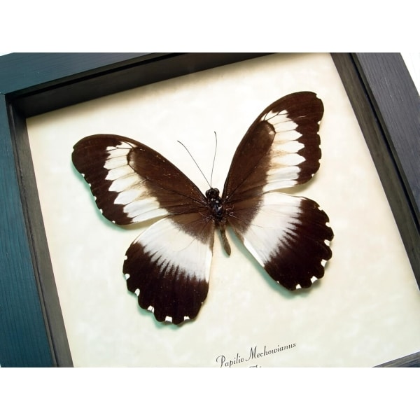 African Swallowtail Butterfly Papilio mechowianus Framed Taxidermy Display