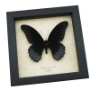 Real Framed Black Butterfly Papilio Memnon Great Mormon Framed Taxidermy Display