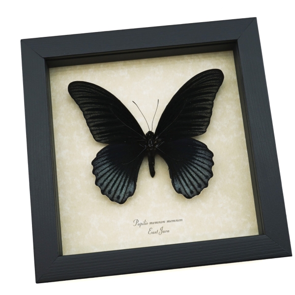 Real Framed Black Butterfly Papilio Memnon Great Mormon Framed Taxidermy Display