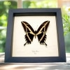 Rare Framed Butterfly Papilio cacicus inca Taxidermy Display