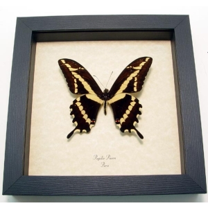 Papilio paeon Swallowtail Butterfly Framed Taxidermy Display