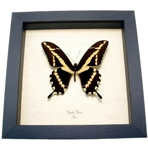 Rare Framed Butterfly Papilio cacicus inca Taxidermy Display