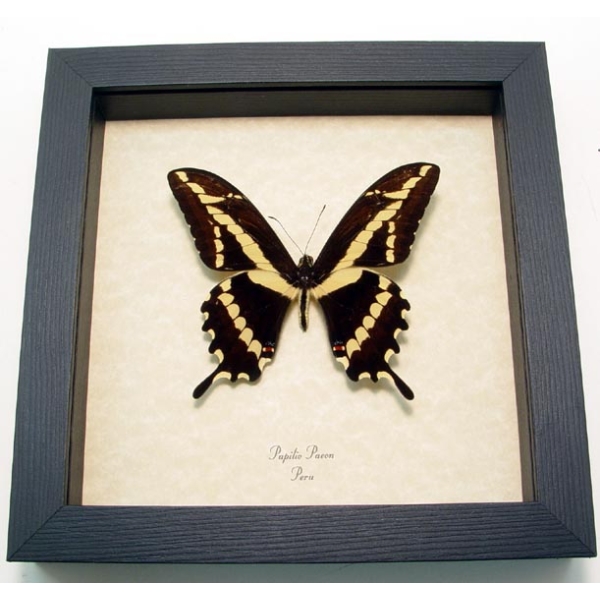 Papilio paeon Swallowtail Butterfly Framed Taxidermy Display