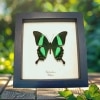 Emerald Green Swallowtail Butterfly Papilio palinurus Framed Taxidermy Display
