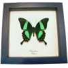 Emerald Green Swallowtail Butterfly Papilio palinurus Framed Taxidermy Display