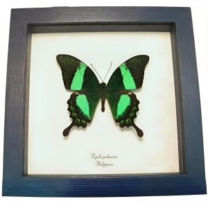 Emerald Green Swallowtail Butterfly Papilio palinurus Framed Taxidermy Display