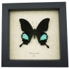 Papilio paris Peacock Swallowtail Green Butterfly Framed Taxidermy Display