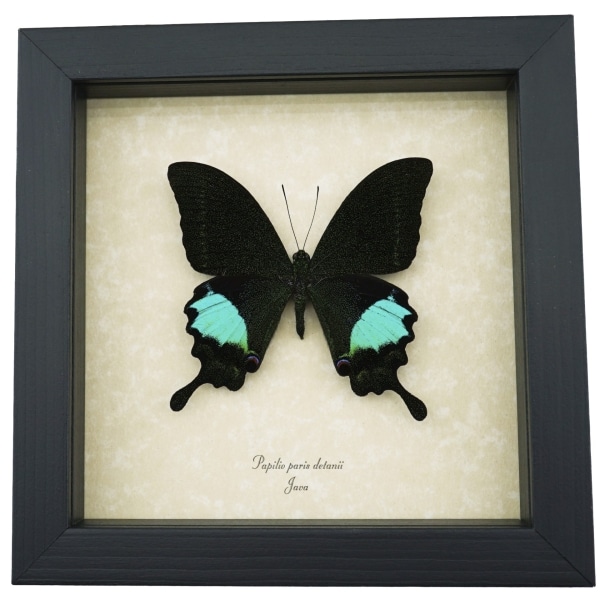 Papilio paris Peacock Swallowtail Green Butterfly Framed Taxidermy Display