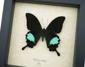 Papilio paris Peacock Swallowtail Green Butterfly Framed Taxidermy Display