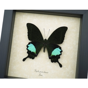 Papilio paris Peacock Swallowtail Green Butterfly Framed Taxidermy Display