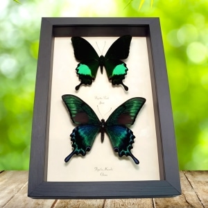 Peacock Swallowtail Butterflies Papilio paris maackii Set Framed Butterfly Taxidermy Display