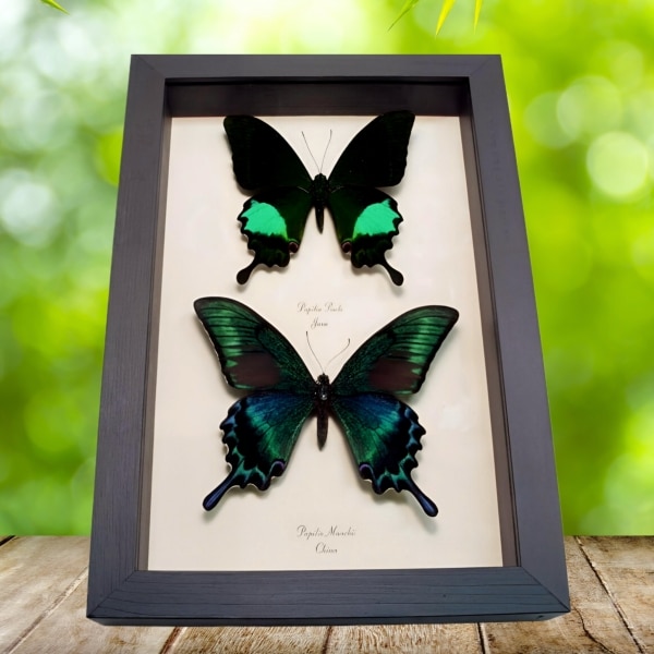 Peacock Swallowtail Butterflies Papilio paris maackii Set Framed Butterfly Taxidermy Display