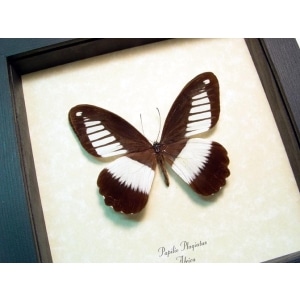 Papilio plagiatus African Swallowtail Butterfly  Framed Taxidermy Display