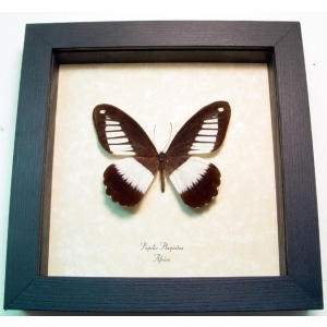 Papilio plagiatus African Swallowtail Butterfly Framed Taxidermy Display