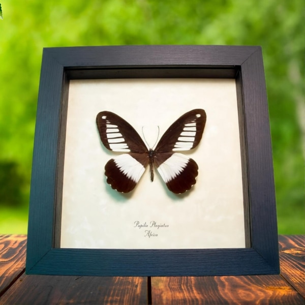 African Swallowtail Butterfly Papilio plagiatus Framed Taxidermy Display