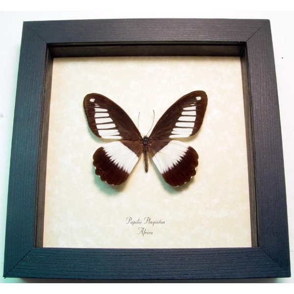 Papilio plagiatus African Swallowtail Butterfly  Framed Taxidermy Display