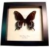 Real Framed Eastern Black Swallowtail Butterfly Taxidermy Display