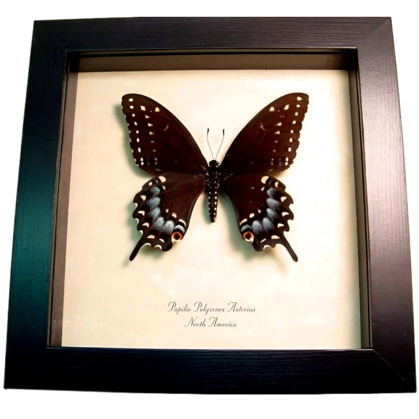Real Framed Eastern Black Swallowtail Butterfly Taxidermy Display