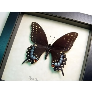 Real Framed Eastern Black Swallowtail Butterfly Taxidermy Display