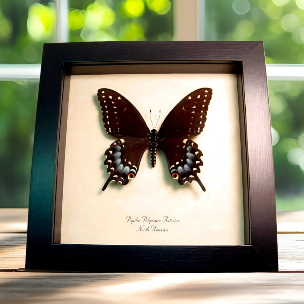 Real Framed Eastern Black Swallowtail Butterfly Taxidermy Display
