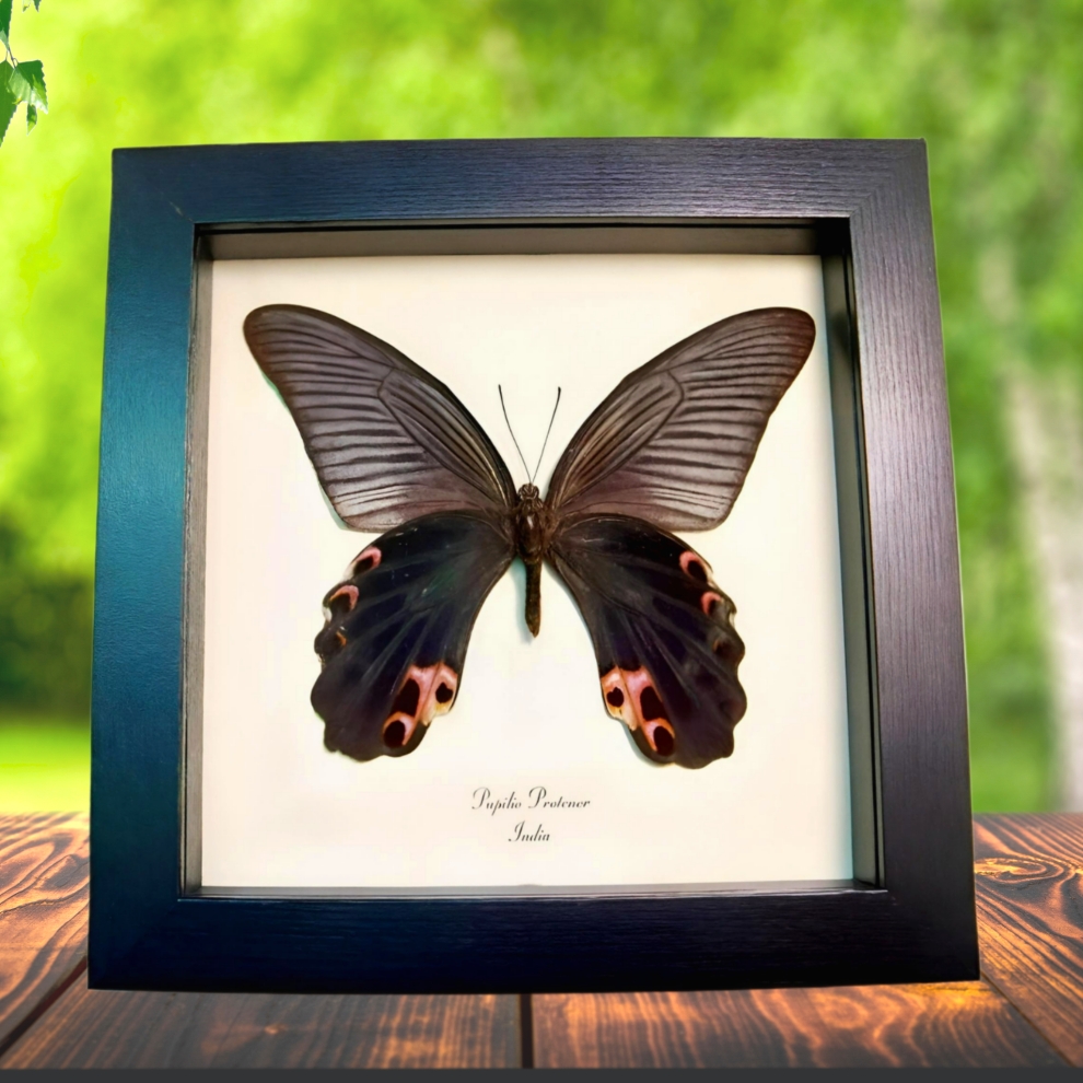 Real Framed Spangle Butterfly Papilio protenor verso Taxidermy Display