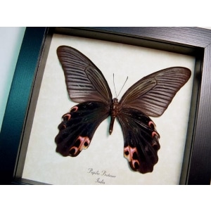 Papilio protenor verso Spangle Butterfly Framed Taxidermy Display