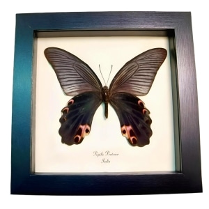 Real Framed Spangle Butterfly Papilio protenor verso Taxidermy Display