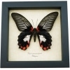 papilio-rumanzovia-female-white-form