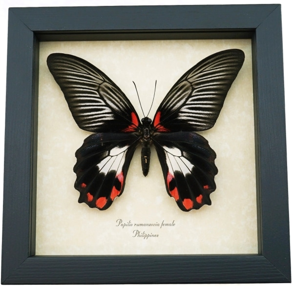 papilio-rumanzovia-female-white-form