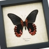 Papilio rumanzovia verso Scarlet Mormon Butterfly Framed Taxidermy Display