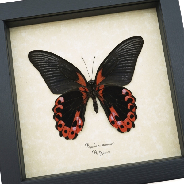 Papilio rumanzovia verso Scarlet Mormon Butterfly Framed Taxidermy Display