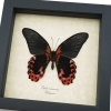 Papilio rumanzovia verso Scarlet Mormon Butterfly Framed Taxidermy Display