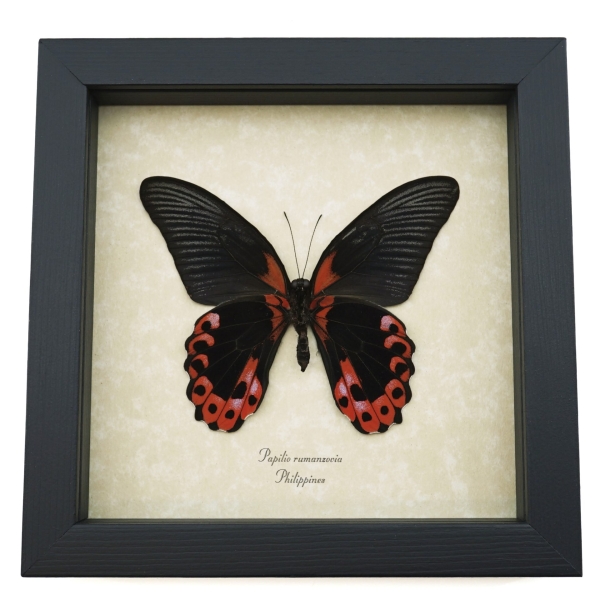Papilio rumanzovia verso Scarlet Mormon Butterfly Framed Taxidermy Display