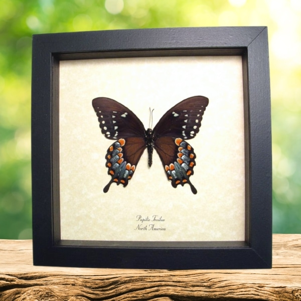 Spicebush Swallowtail Butterfly Papilio Troilus Verso Framed Taxidermy Display