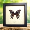 Spicebush Swallowtail Butterfly Papilio Troilus Verso Framed Taxidermy Display