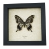 Papilio xuthus Female Hawaii Butterfly Framed Taxidermy Display