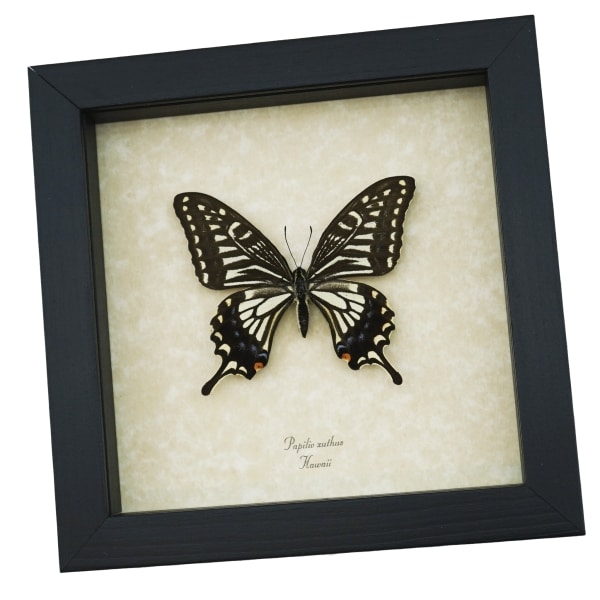 Papilio xuthus Female Hawaii Butterfly Framed Taxidermy Display