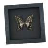 Papilio xuthus Female Hawaii Butterfly Framed Taxidermy Moonlight Display