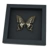 Papilio xuthus Female Hawaii Butterfly Framed Taxidermy Moonlight Display
