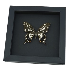 Papilio xuthus Female Hawaii Butterfly Framed Taxidermy Moonlight Display