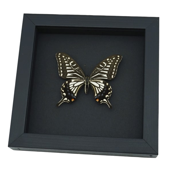 Papilio xuthus Female Hawaii Butterfly Framed Taxidermy Moonlight Display