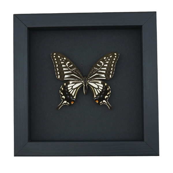 Papilio xuthus Female Hawaii Butterfly Framed Taxidermy Moonlight Display
