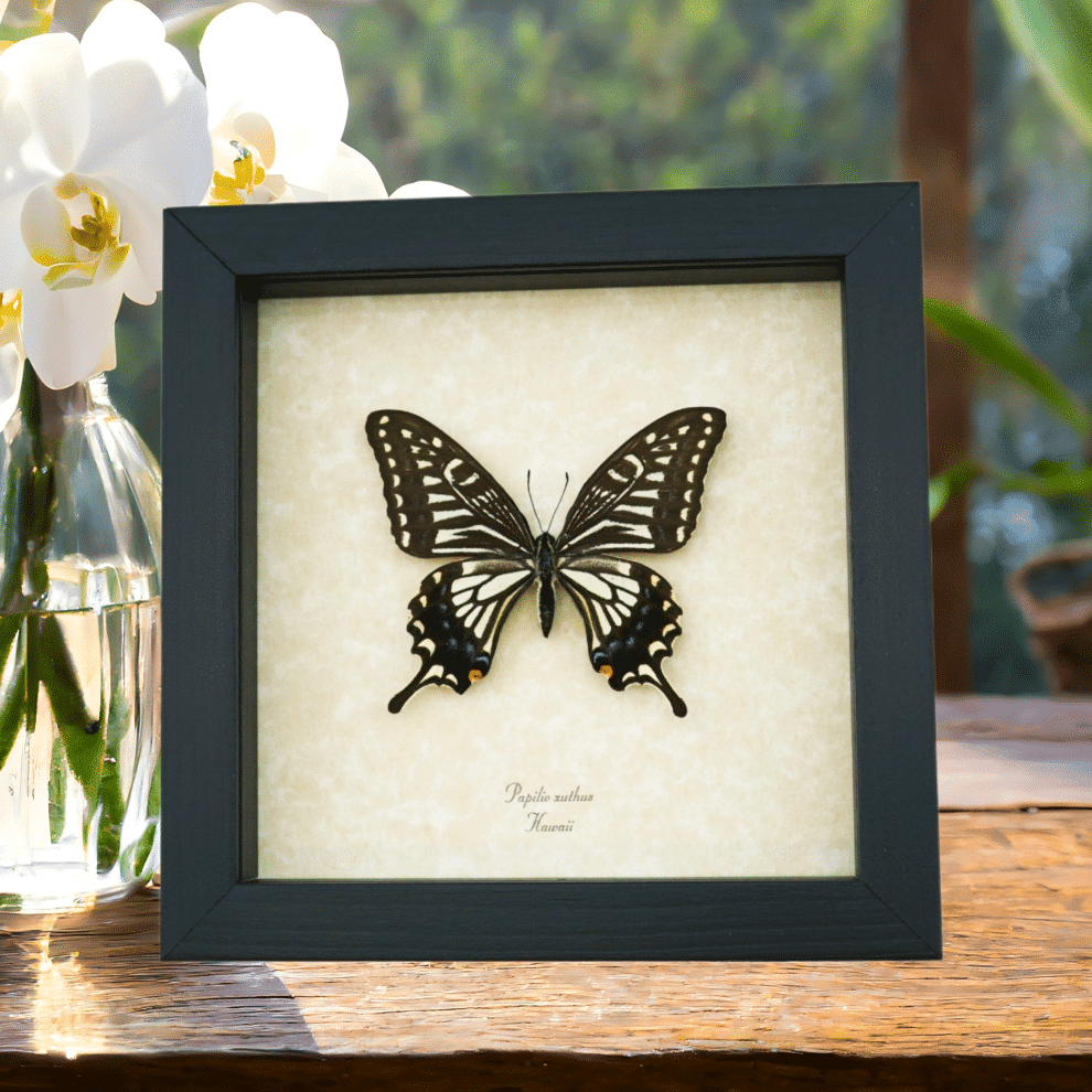 Papilio xuthus Female Hawaii Butterfly Framed Taxidermy Display