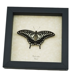 Papilio xuthus Resting Hawaii Butterfly Framed Taxidermy Display