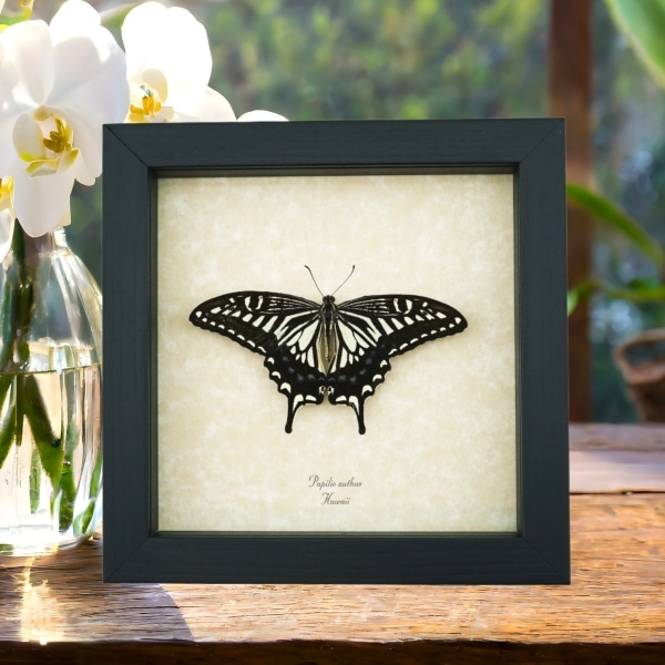 Papilio xuthus Resting Hawaii Butterfly Framed Taxidermy Display